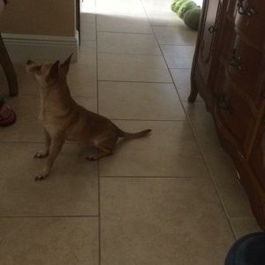 Meet your Posher, Bobby